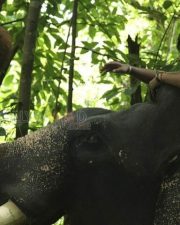 Kaadan Movie Pictures