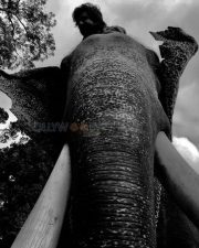 Kaadan Movie Stills