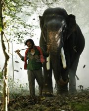 Kaadan Movie Vishnu Vishal Pictures