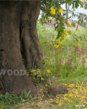 Meera Jasmine In Mohabath Movie Stills 03